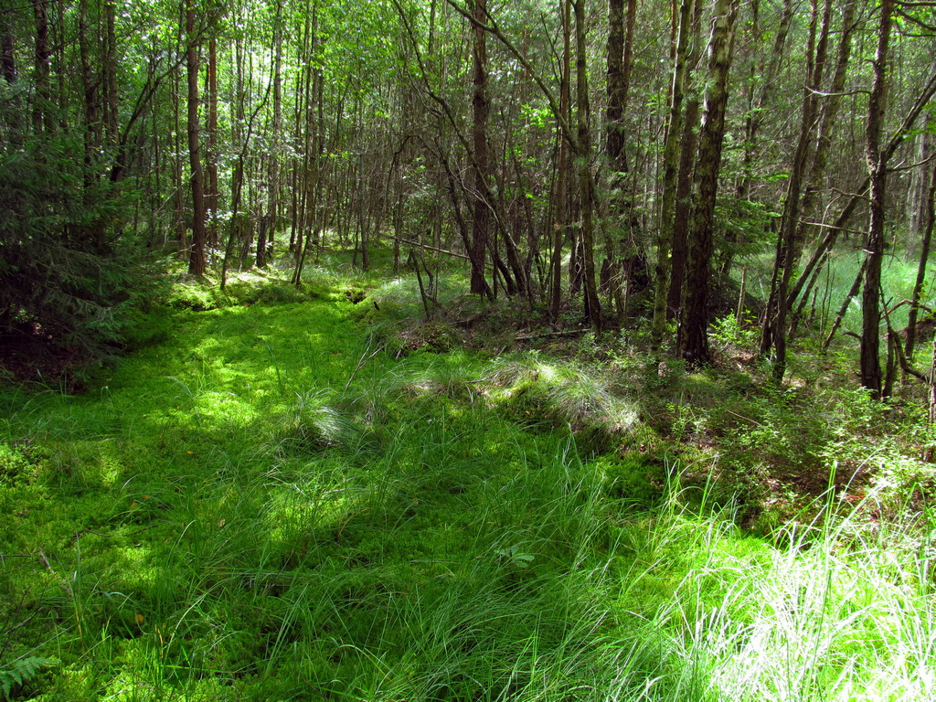 Чемеровка, image of landscape/habitat.