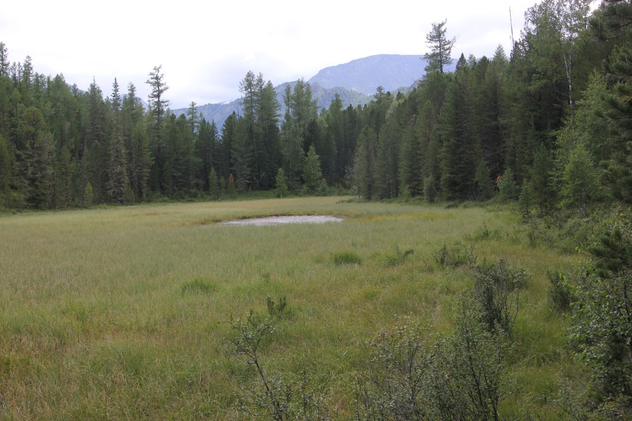 Долина реки Куйгук, image of landscape/habitat.