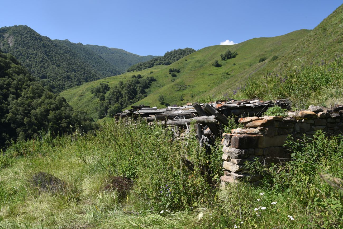 Старый дом Мухтара, image of landscape/habitat.
