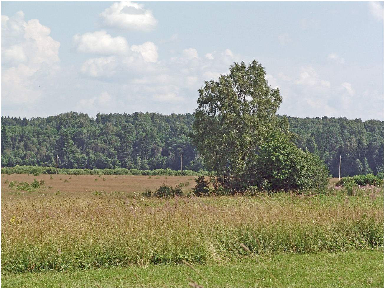 Вазуза, image of landscape/habitat.