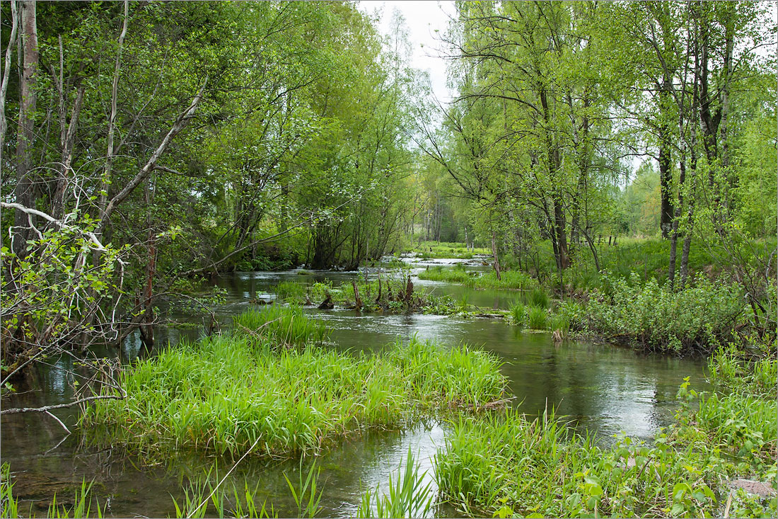 Истоки Шингарки, image of landscape/habitat.