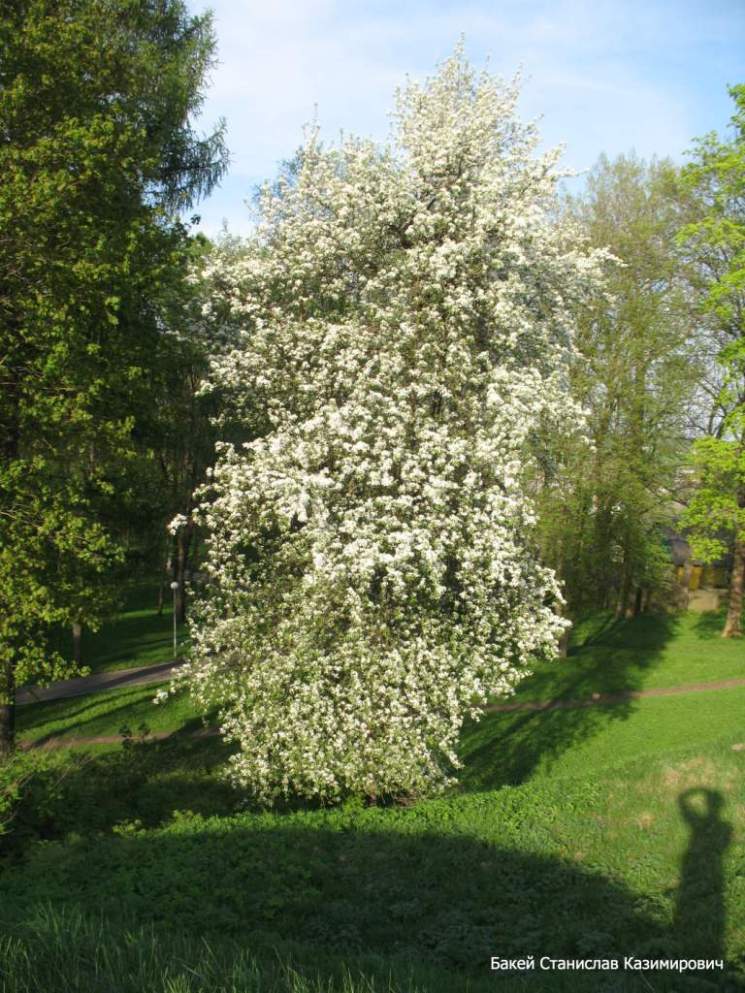 Городской парк, изображение ландшафта.