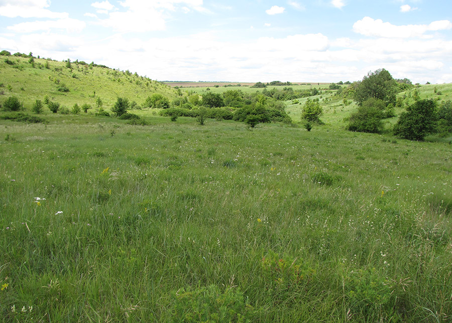 Ерёмкин лог, image of landscape/habitat.