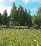 Image of landscape