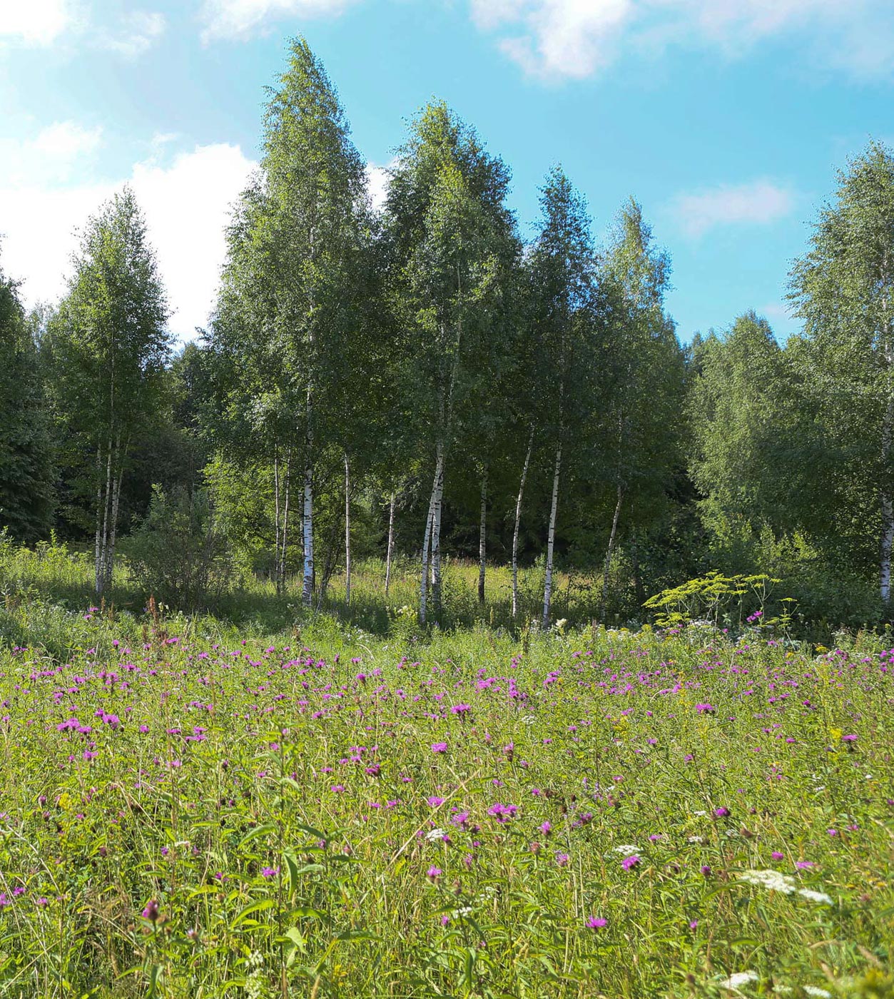 Закамск, image of landscape/habitat.