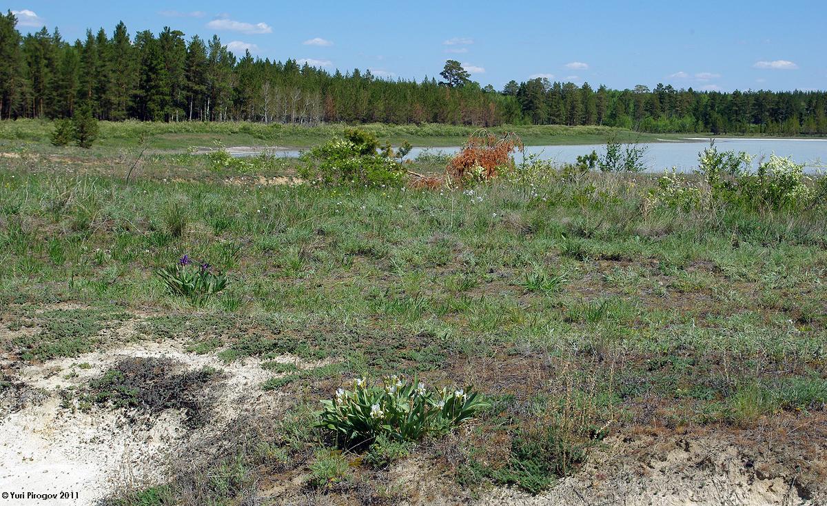 Аманкарагай, image of landscape/habitat.