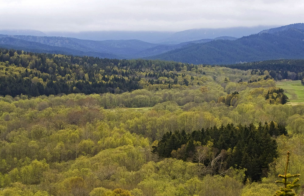 Лесная, image of landscape/habitat.