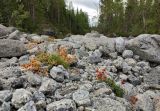Ручей Лявойок, image of landscape/habitat.