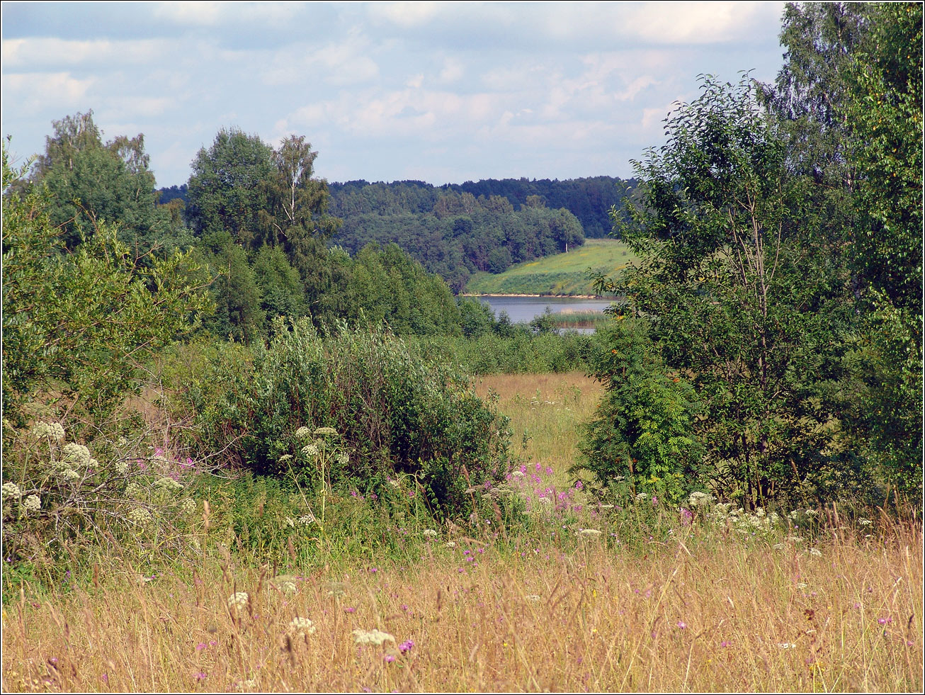 Вазуза, image of landscape/habitat.