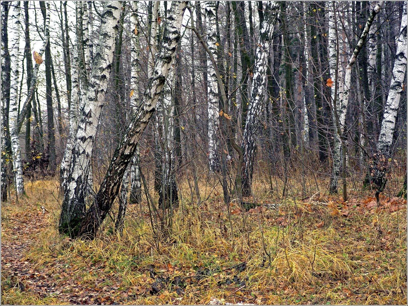 Жулебинский лес, image of landscape/habitat.