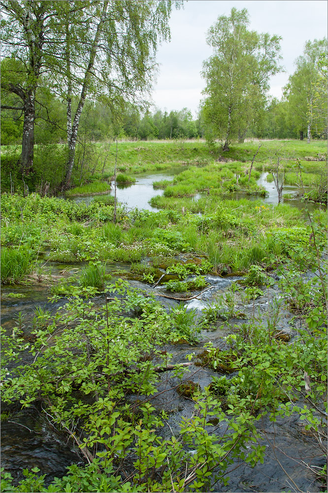 Истоки Шингарки, image of landscape/habitat.