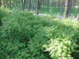 Городской парк, изображение ландшафта.