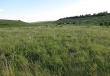 Ерёмкин лог, image of landscape/habitat.