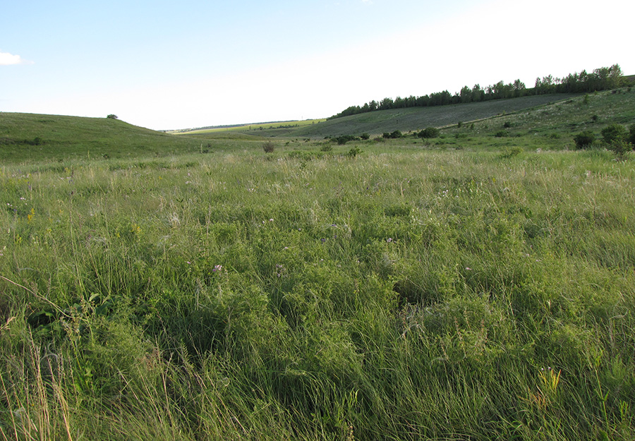 Ерёмкин лог, image of landscape/habitat.
