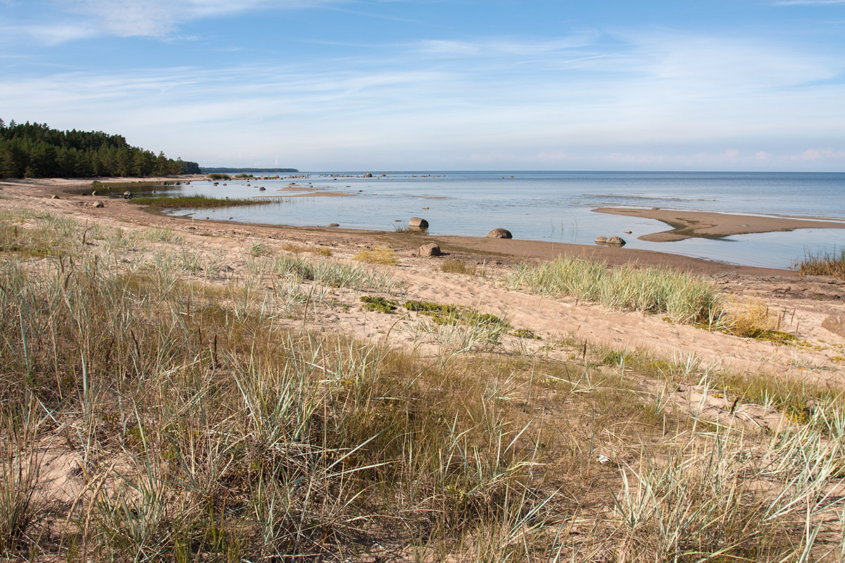Новое Гарколово, image of landscape/habitat.