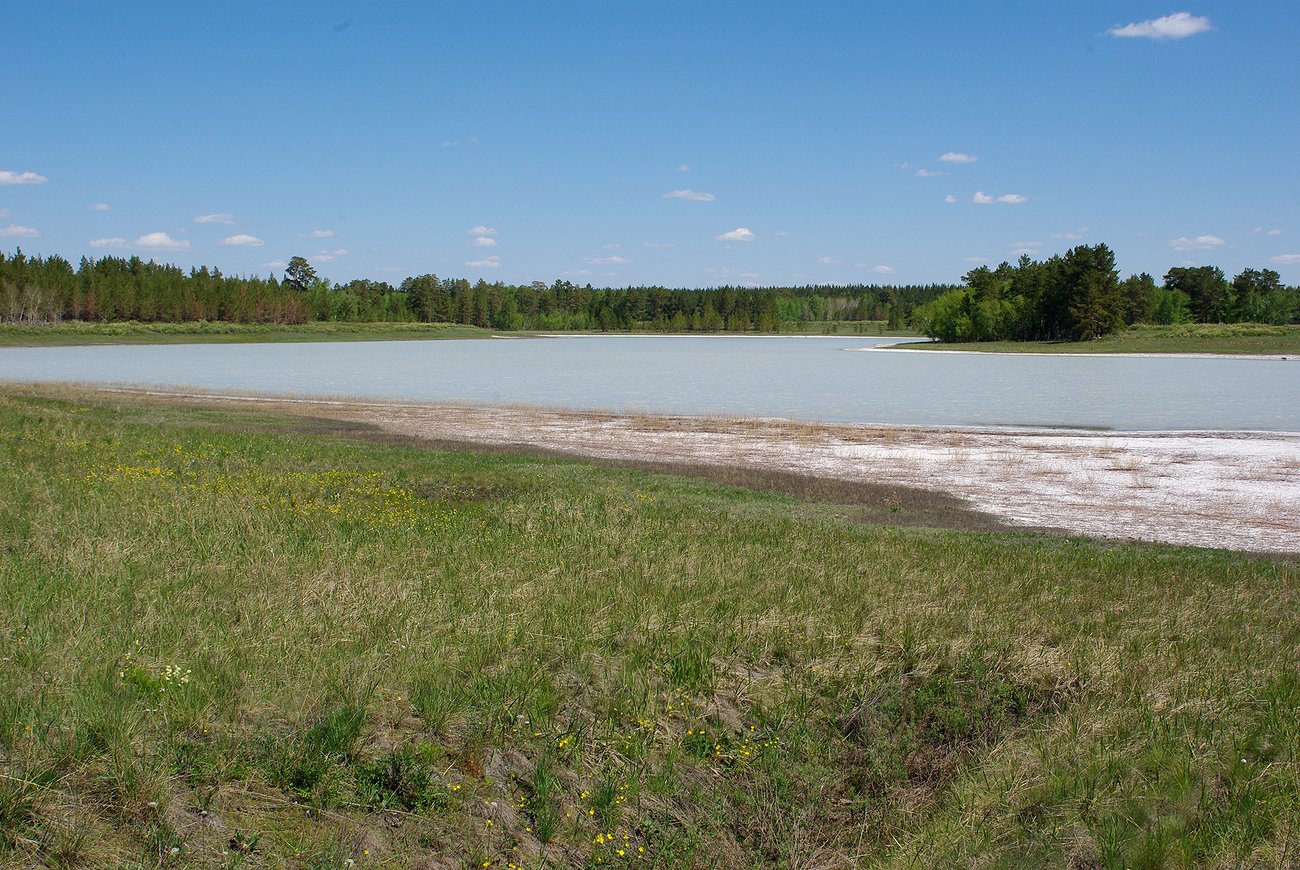 Аманкарагай, image of landscape/habitat.