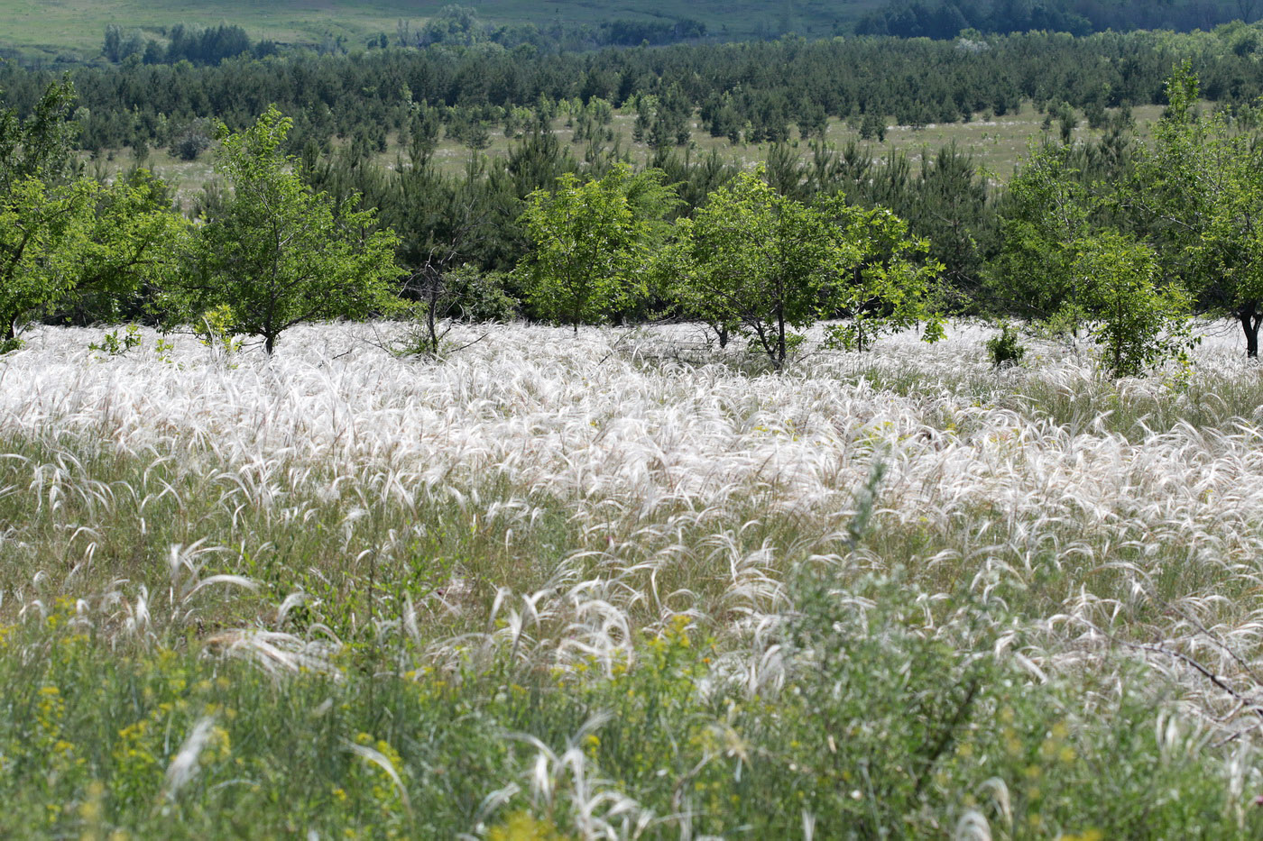 Белогорское, image of landscape/habitat.