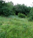 Image of landscape