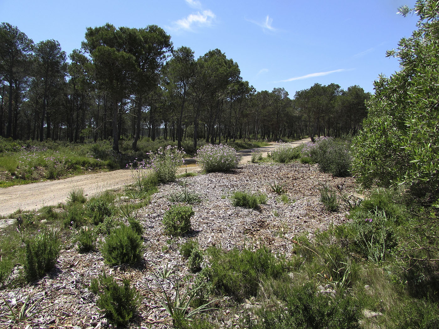 Горный массив Монгри, image of landscape/habitat.