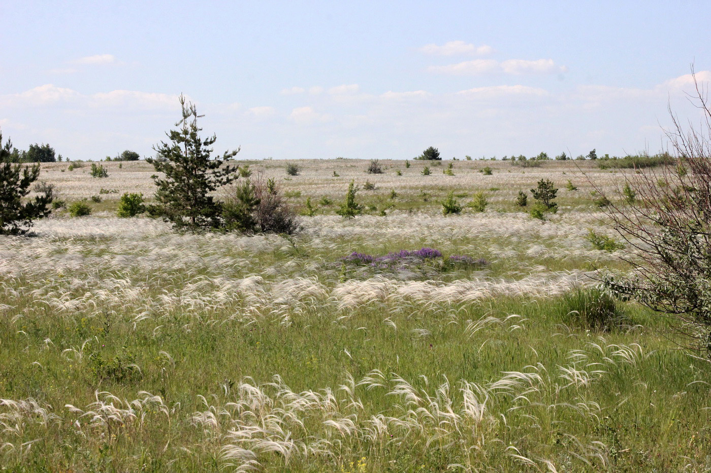 Белогорское, image of landscape/habitat.