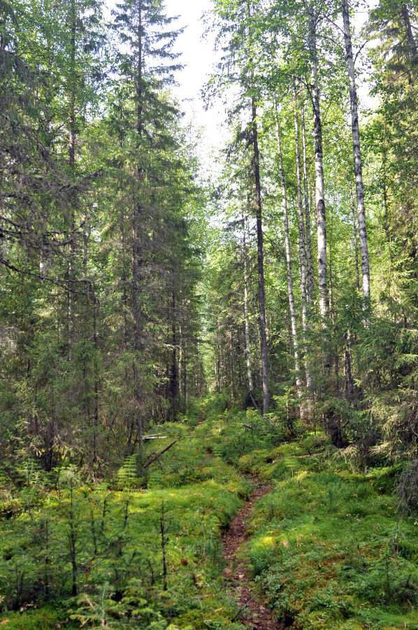 Долина реки Ыджыд-Ляга, image of landscape/habitat.