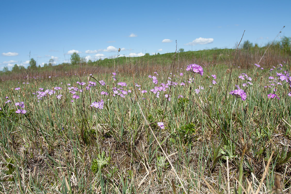 Окрестности Пудости, image of landscape/habitat.