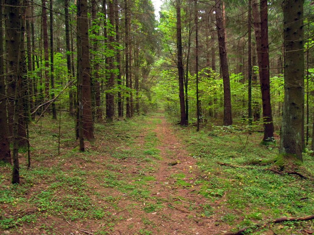 Лес Ковалёво, image of landscape/habitat.