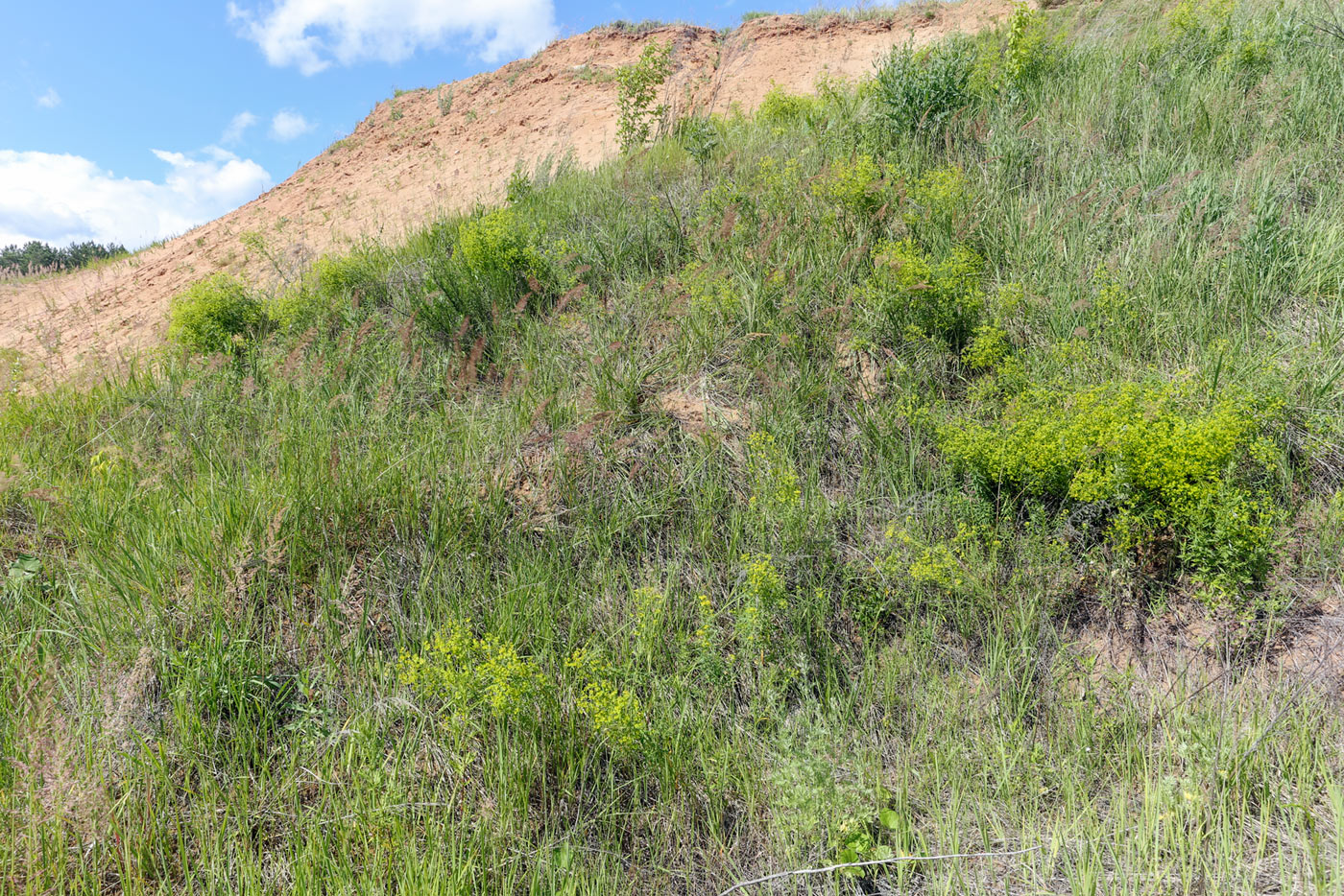 Песчаный карьер, image of landscape/habitat.