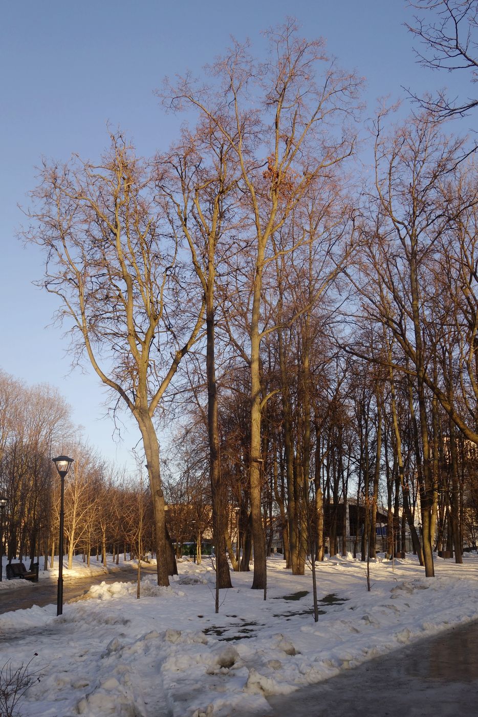 Парк "Динамо", image of landscape/habitat.
