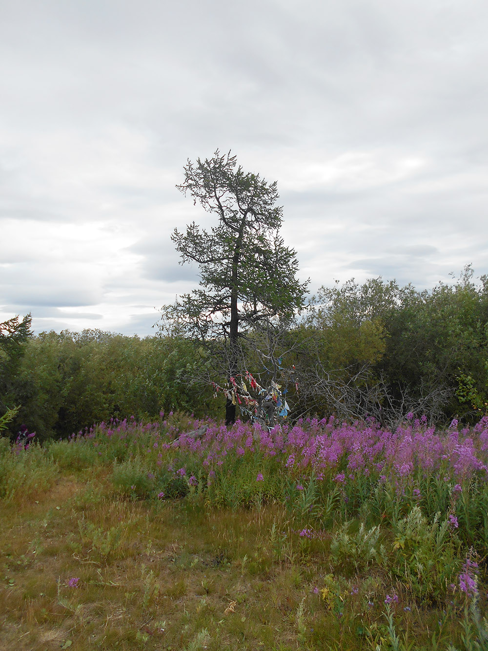 Лабытнанги, image of landscape/habitat.