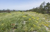 Гора Раевская, image of landscape/habitat.