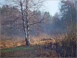 Image of landscape