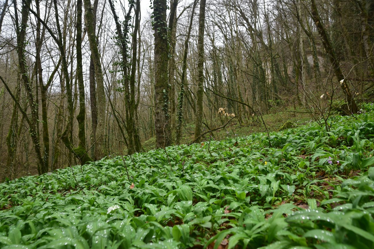 Ущелье Холодного ручья, изображение ландшафта.