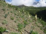 Сазаната, image of landscape/habitat.