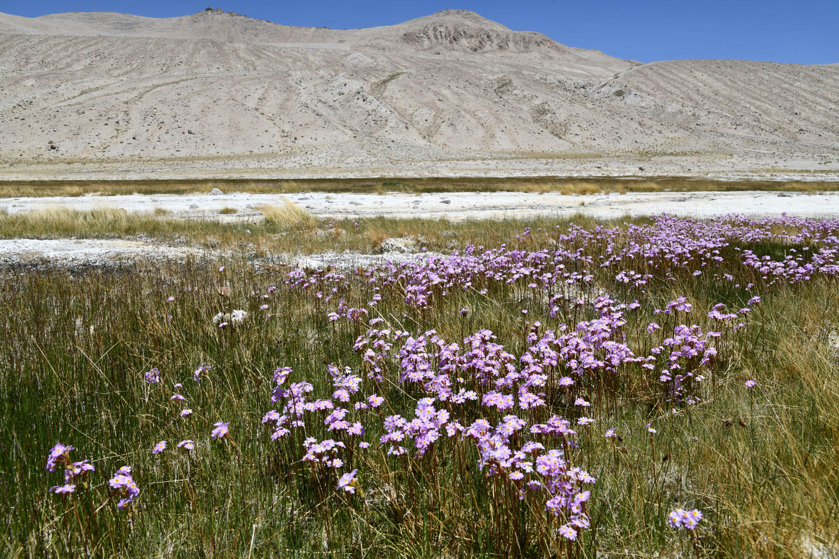 Чукуркуль, image of landscape/habitat.
