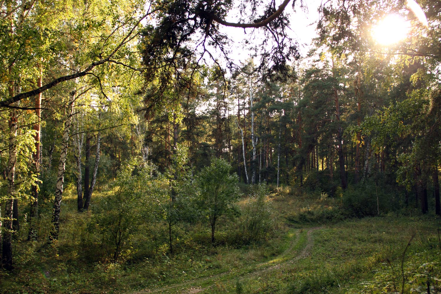 Шабры, image of landscape/habitat.