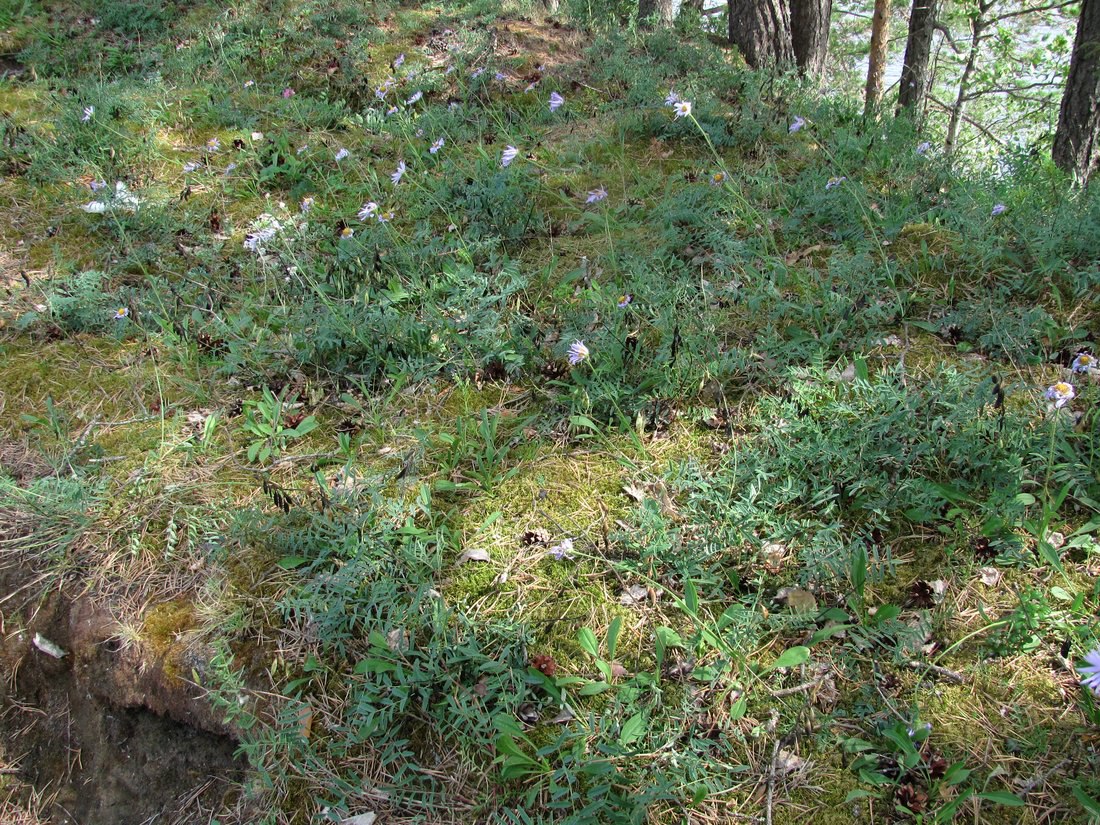 Усть-Пинега, image of landscape/habitat.