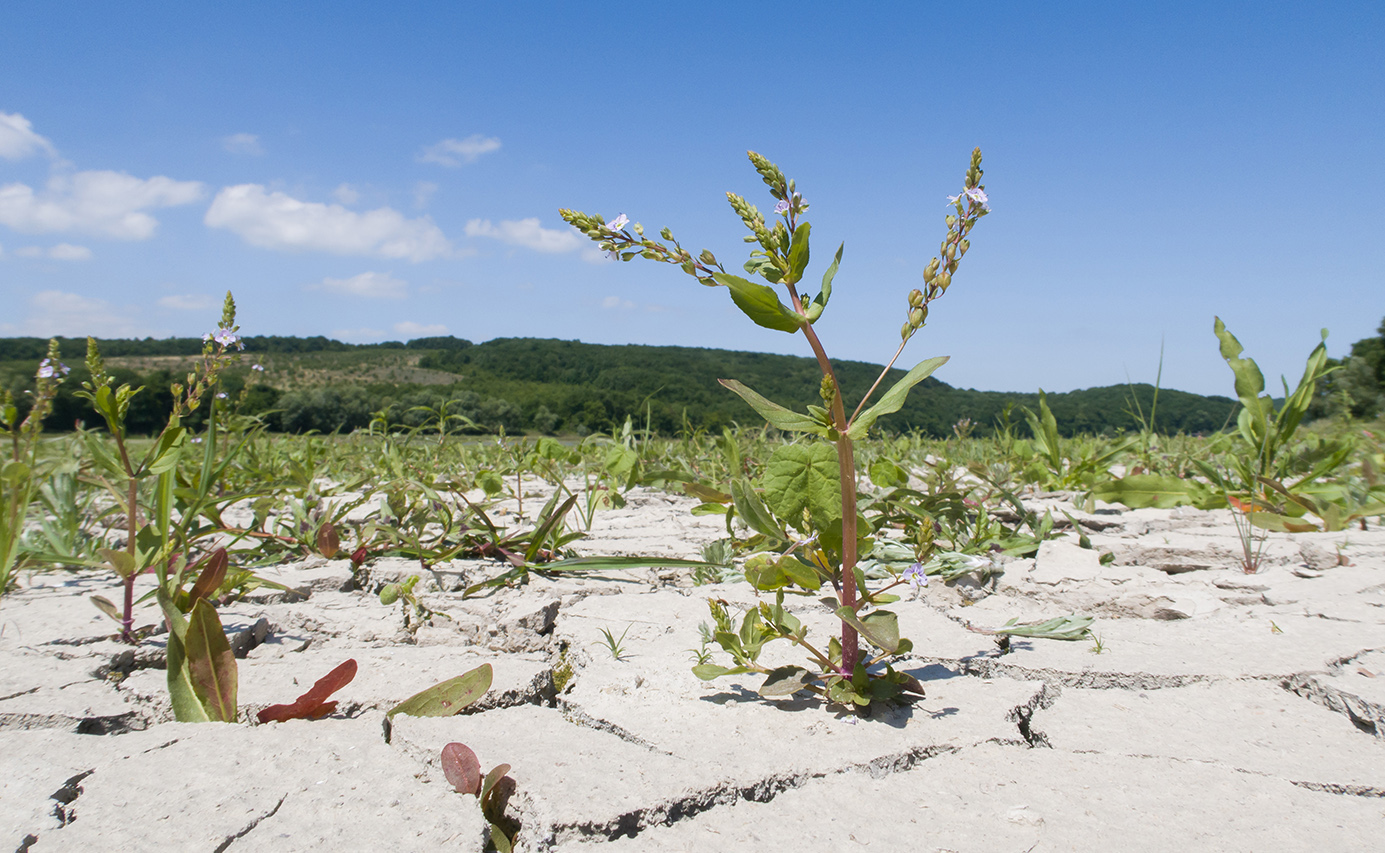 Красный Псебепс, image of landscape/habitat.