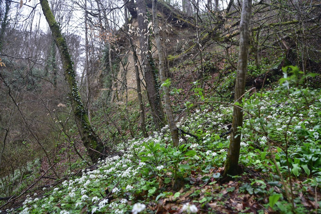 Ущелье Холодного ручья, image of landscape/habitat.