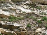 Усть-Пинега, image of landscape/habitat.