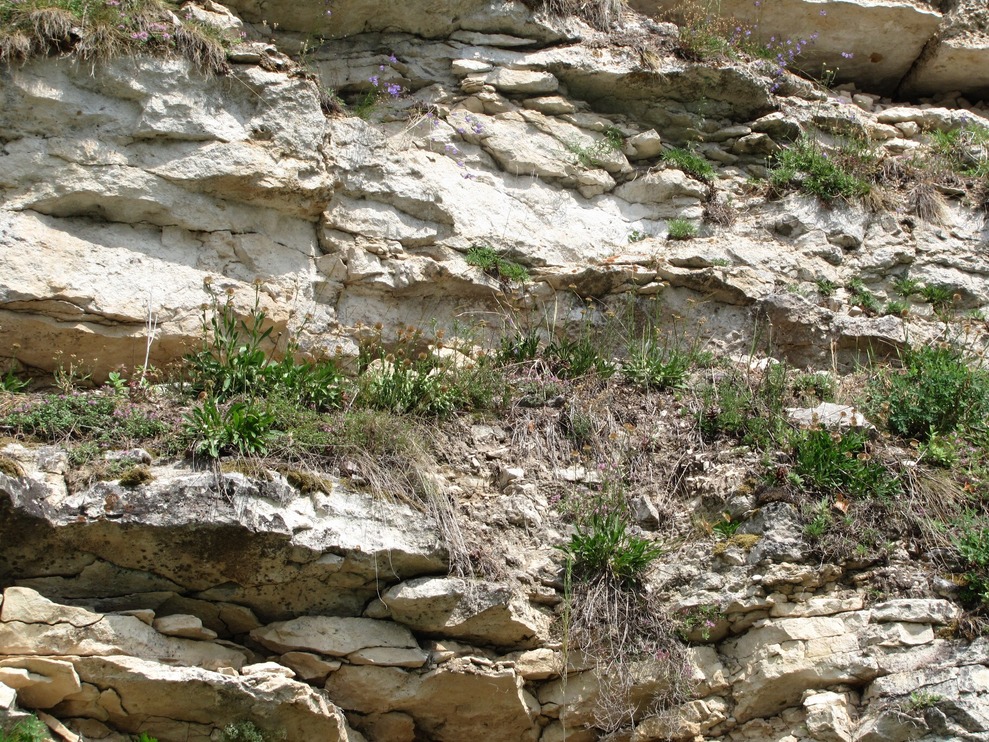 Усть-Пинега, image of landscape/habitat.