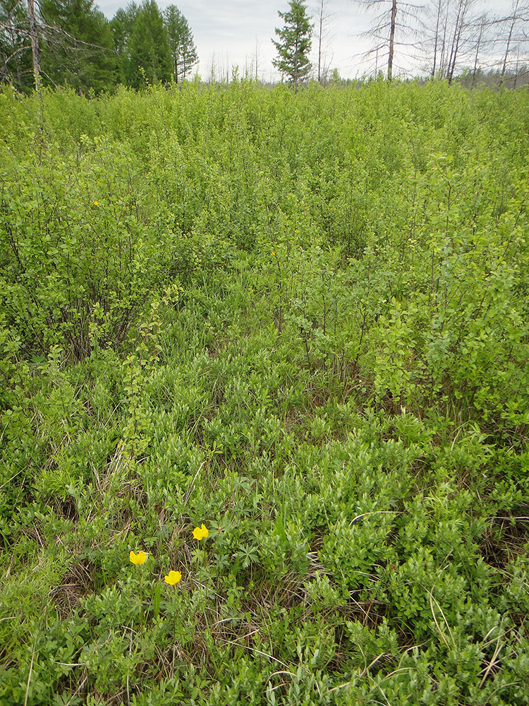 Окрестности Северного, image of landscape/habitat.