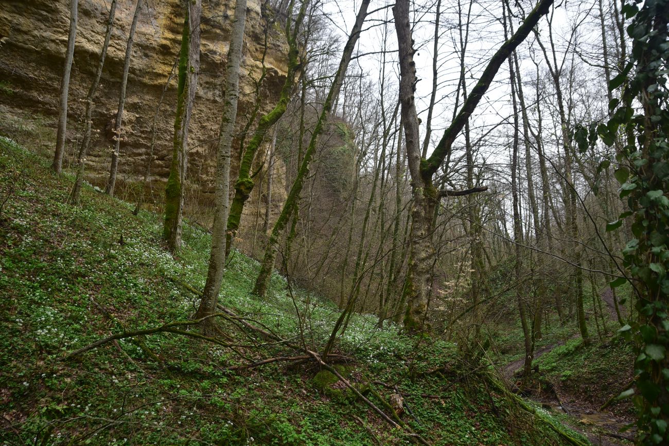 Ущелье Холодного ручья, изображение ландшафта.