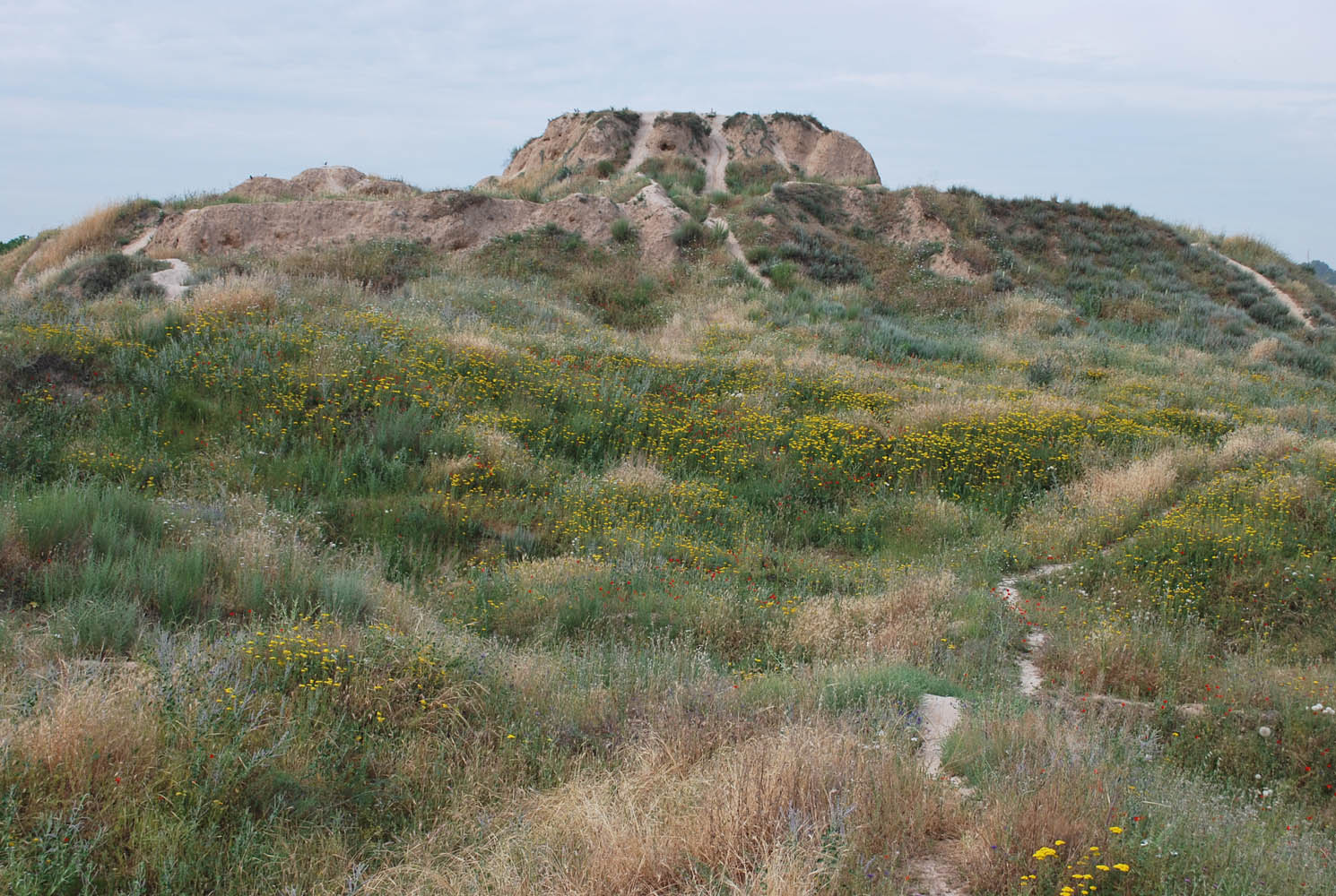 Актепа Юнусабадская, image of landscape/habitat.