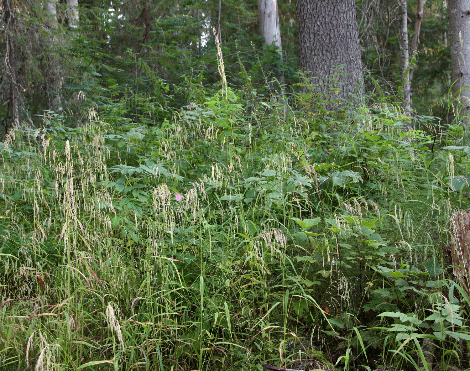 Сётра и Пойла, image of landscape/habitat.