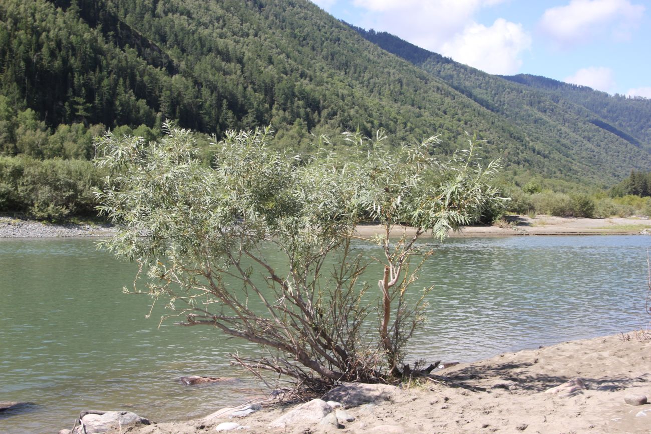 Окрестности ручья Тургунда, image of landscape/habitat.
