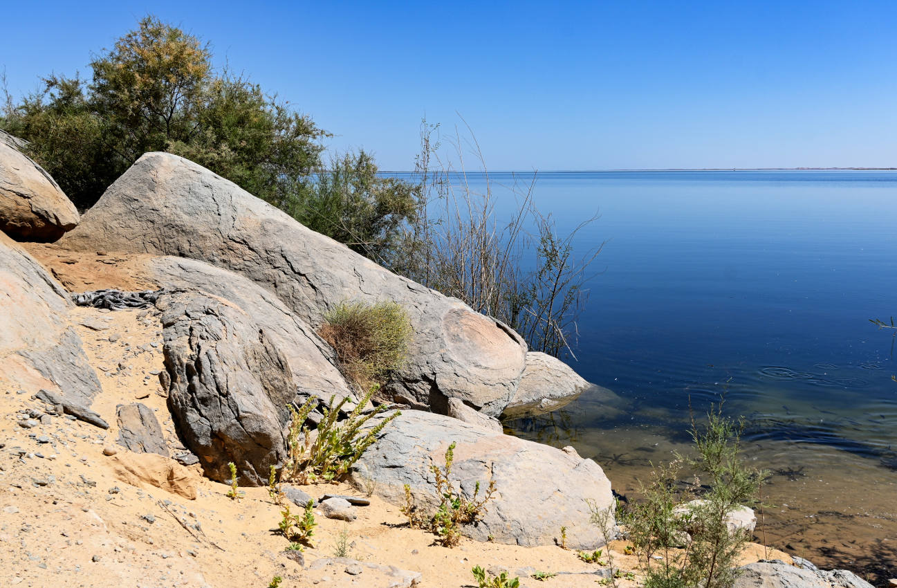 Остров Новая Калабша, image of landscape/habitat.