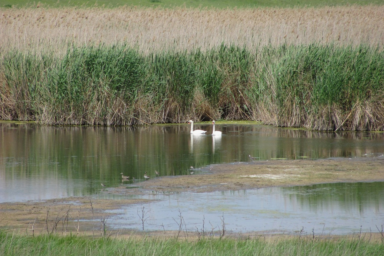 Кызыл-Яр, image of landscape/habitat.