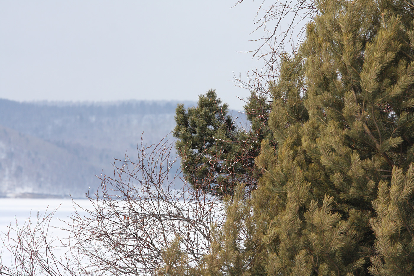 Тальцы, image of landscape/habitat.