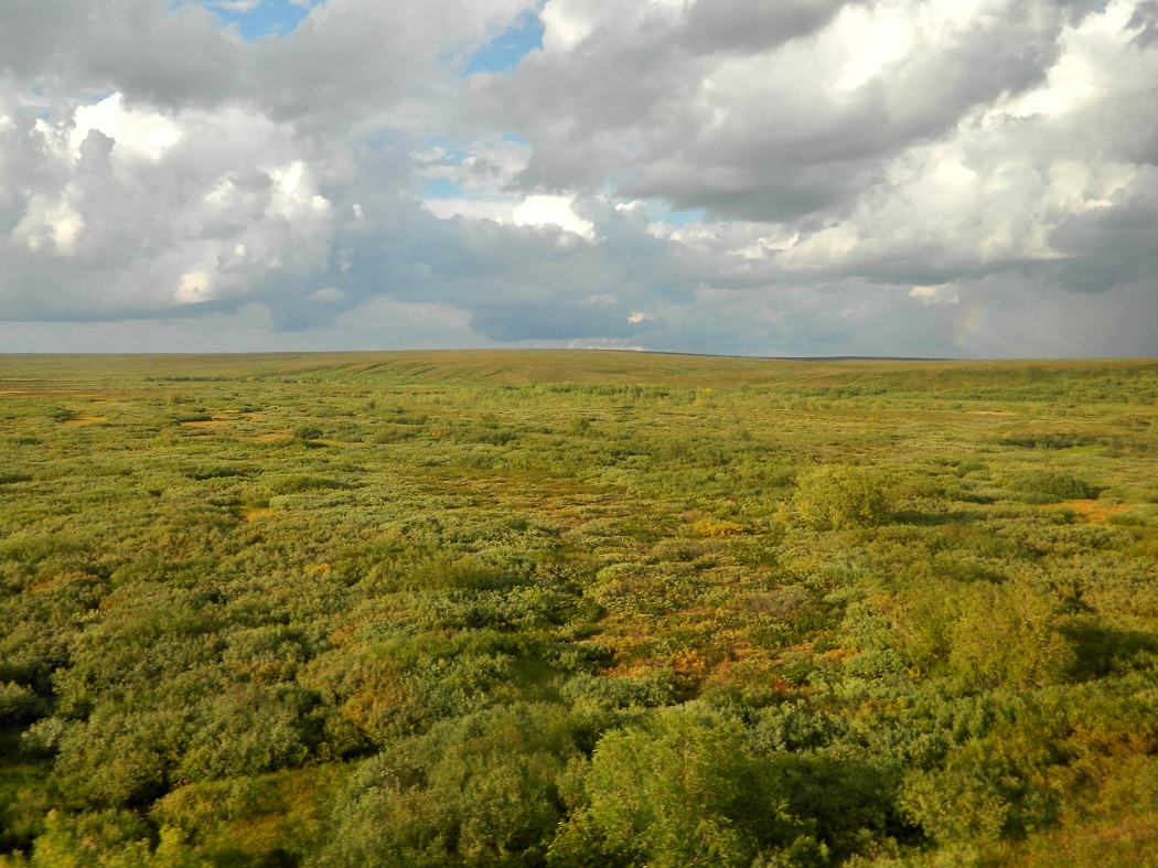 Воркута, image of landscape/habitat.
